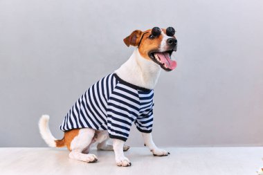 Tatlı Jack Russel köpek dili güneş gözlüğü ve çizgili tişört giyerek parlak arka planda, tatil ve macerada asılı duruyor. Seyahat hazırlıkları ve planlama.