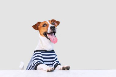 Tatlı Jack russel köpek dili güneş gözlüğü, şapka ve çizgili t-shirt 'le dışarı sarkan parlak arka plan, tatil ve macera üzerinde duran. Seyahat hazırlıkları ve planlama.