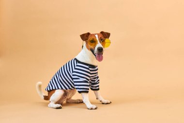 Sarı güneş gözlüğü ve çizgili tişört giymiş, açık sarı arka planda, tatil ve macerada dili sarkık sevimli Jack Russel köpeği. Seyahat hazırlıkları ve planlama.