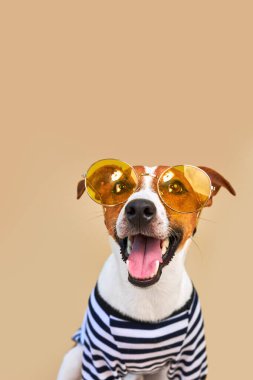 Şirin ve komik Jack Russel köpeğinin yakın plan portresi. Sarı güneş gözlüğü ve çizgili tişört giymiş, açık sarı arka planda, tatilde ve macerada dili dışarı sarkık. Seyahat hazırlıkları ve planlama.