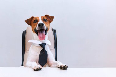 Köpek Jack Russell Terrier, kravat takan akıllı iş köpeği ofiste masa başında oturuyor. Patron evcil hayvanın komik tasviri..