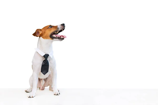 Elegant Smart Jack Russell Terrier Dog Black Tie White Background — Stock Photo, Image