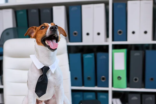 Dog jack russell terrier, Smart business dog wearing glasses and a tie sits at a desk in an office interior. Humorous depiction of a boss pet.