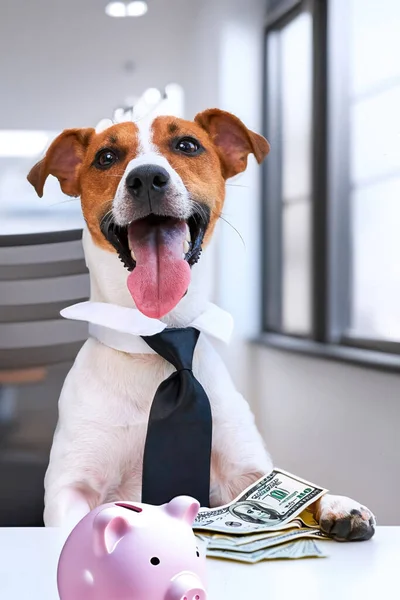 A Jack Russell Terrier dog in businessman\'s clothes sits at a table in a modern office holding banknotes of money and a piggy bank in the shape of a pig. The concept of earning money, saving money.