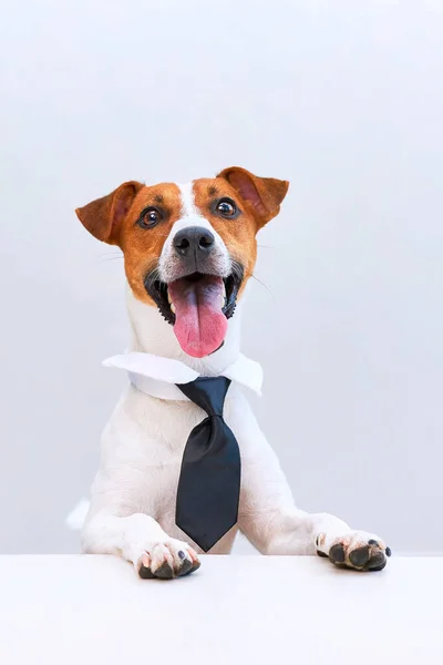 Elegant Smart Jack Russell Terrier Dog Black Tie Sitting Desk — Stock Photo, Image