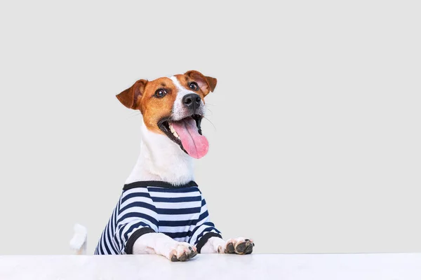 Cute Jack Russel Dog Dog Tongue Hanging Out Dressed Sunglasses — Stock Photo, Image