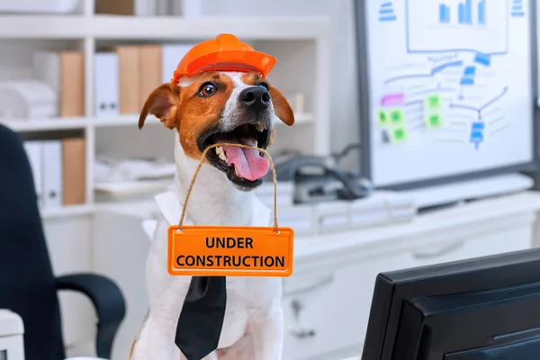 Dog Jack Russell Terrier Engineer Construction Helmet Black Tie Holding — Stock Photo, Image