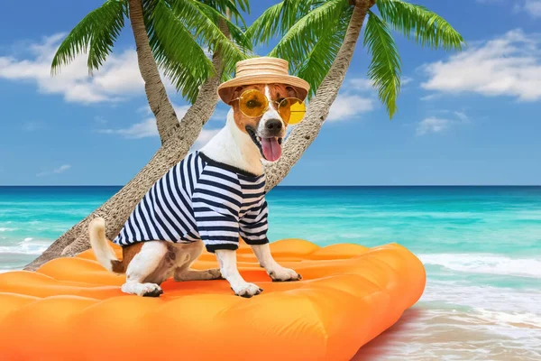 A happy dog in sunglasses, a striped T-shirt and a hat sits on an air mattress against the backdrop of an ocean landscape with palm trees. Long-awaited vacation concept