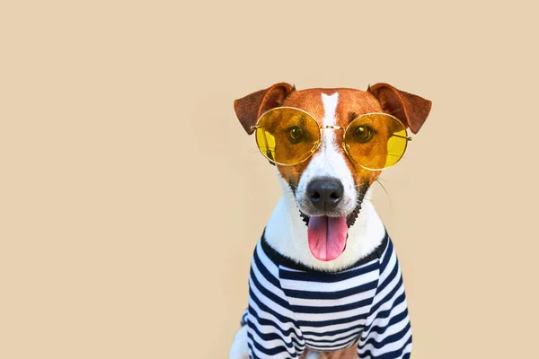 Nahaufnahme Porträt Des Süßen Und Lustigen Jack Russel Hundes Mit Stockbild
