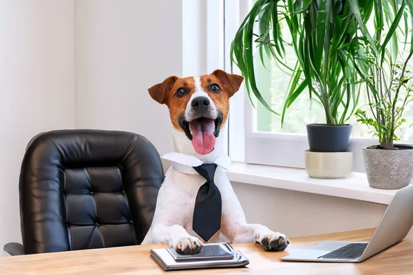 Собака Джек Російський Тер Розумний Бізнес Собака Краватці Сидить Столом Ліцензійні Стокові Зображення