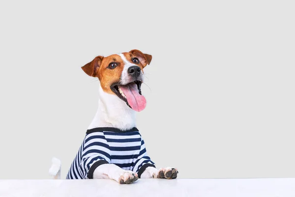 Симпатична Джек Росіянин Собака Одягнена Сонцезахисні Окуляри Капелюх Смугаста Футболка Стокове Зображення