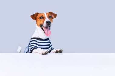 Tatlı Jack russel köpek dili güneş gözlüğü, şapka ve çizgili t-shirt 'le dışarı sarkan parlak arka plan, tatil ve macera üzerinde duran. Seyahat hazırlıkları ve planlama.