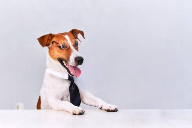 Jack Russell teriyer köpeği, gözlüklü ve siyah, beyaz arka planda, masa başında oturuyor. Boşluğu kopyala