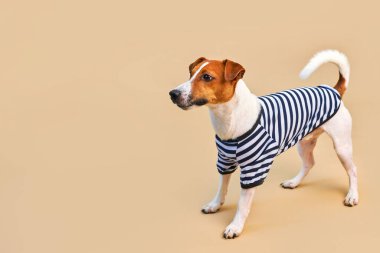 Çizgili tişört giymiş, açık sarı arka planı, tatili ve macerası olan sevimli Jack Russel köpeği. Seyahat hazırlığı ve planlama, tasarım için alanı kopyala