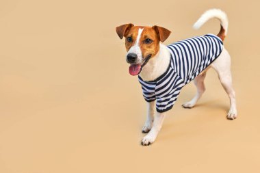 Çizgili tişört giymiş, açık sarı arka planı, tatili ve macerası olan sevimli Jack Russel köpeği. Seyahat hazırlığı ve planlama, tasarım için alanı kopyala