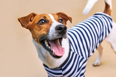 Komik Jack Russel köpeğinin yakın plan portresi. Dili çizgili tişört giymiş açık sarı arka plan, tatil ve macera. Seyahat hazırlıkları ve planlama.