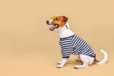 Sarı güneş gözlüğü ve çizgili tişört giymiş, açık sarı arka planda, tatil ve macerada sevimli Jack Russel köpeği. Seyahat hazırlığı ve planlama, tasarım için alanı kopyala