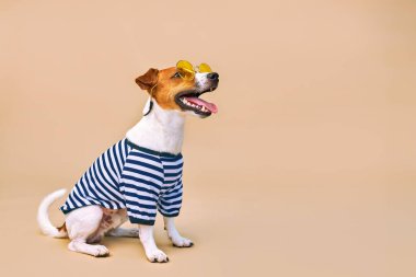 Sarı güneş gözlüğü ve çizgili tişört giymiş, açık sarı arka planda, tatil ve macerada sevimli Jack Russel köpeği. Seyahat hazırlığı ve planlama, tasarım için alanı kopyala