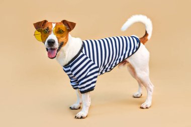 Sarı güneş gözlüğü ve çizgili tişört giymiş, açık sarı arka planda, tatil ve macerada sevimli Jack Russel köpeği. Seyahat hazırlığı ve planlama, tasarım için alanı kopyala