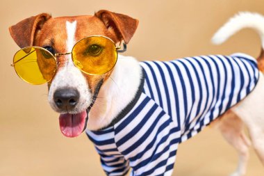 Komik Jack Russel 'ın sarı güneş gözlüğü ve çizgili tişört giymiş açık sarı arka plan, tatil ve macera dolu dilli yakın plan portresi..