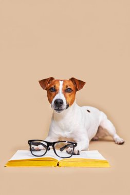Sevimli köpek Jack Russell Terrier, gözlüklü, kitapla birlikte uzanan, bej bir arka plan üzerine okuyan, okuyan, köpekler hakkında kitap okuyan, köpekler hakkında bilgi sahibi, hayvanat bahçesi psikolojisi. Okula Dönüş