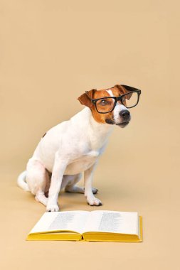 Sevimli köpek Jack Russell Terrier, gözlüklü, kitapla oturan, bej bir arka plan okuyup okuyan, köpekler hakkında kitap okuyan, köpekler hakkında bilgi sahibi, hayvanat bahçesi psikolojisi. Okula Dönüş