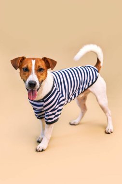 Çizgili tişört giymiş, açık sarı arka planı, tatili ve macerası olan sevimli Jack Russel köpeği. Seyahat hazırlıkları ve planlama