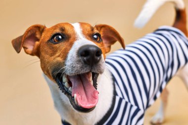 Sarı güneş gözlüğü ve çizgili tişört giymiş, açık sarı arka planda, tatil ve macerada dili sarkık sevimli Jack Russel köpeği. Seyahat hazırlıkları ve planlama.