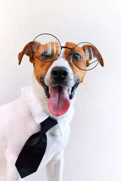 Close-up portrait of an elegant and smart dog wearing glasses, a shirt and a black tie on white background.