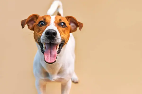Komik bir köpeğin portresi, Jack Russell Terrier, yakın plan, bej arka plan