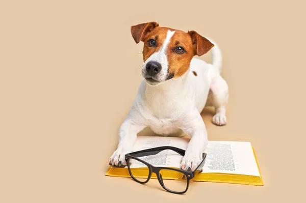 Χαριτωμένο Σκυλί Jack Russell Τεριέ Γυαλιά Που Βρίσκονται Βιβλίο Ανάγνωση — Φωτογραφία Αρχείου