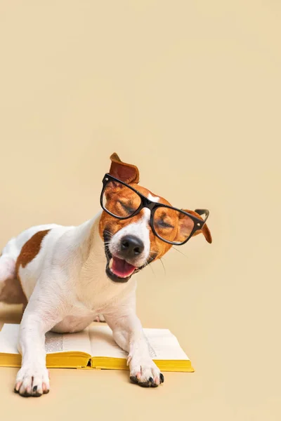 Funny laughing dog jack russell terrier with glasses lying with book, reading and studying on a beige background, book about dogs, knowledge about dogs, zoopsychology. Back to School