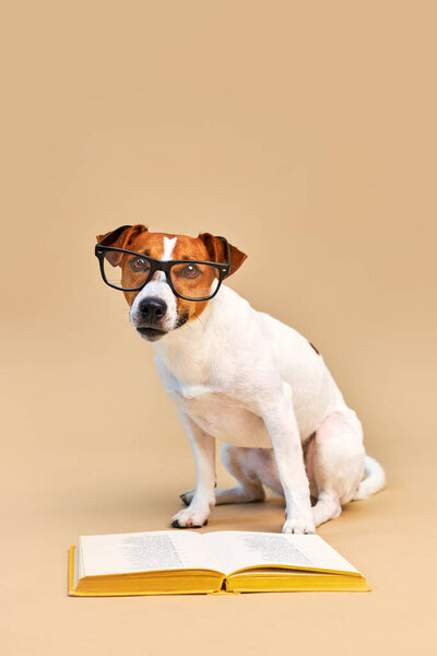Cute dog jack russell terrier with glasses sitting with book, reading and studying on a beige background, book about dogs, knowledge about dogs, zoopsychology. Back to School