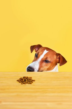 Jack Russell Terrier köpeği masadan yemek yer. Komik Aç Köpek portresi Sarı arka planda masadaki köpek mamasına bakıyor