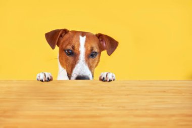 Jack Russell Terrier köpeği masadan yemek yer. Sarı arka planda dili olan komik aç köpek portresi boş masaya bakıyor.