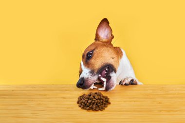 Jack Russell Terrier köpeği masadan yemek yer. Komik Aç Köpek portresi Sarı arka planda masadaki köpek mamasına bakıyor