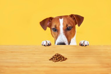 Jack Russell Terrier köpeği masadan yemek yer. Komik Aç Köpek portresi Sarı arka planda masadaki köpek mamasına bakıyor