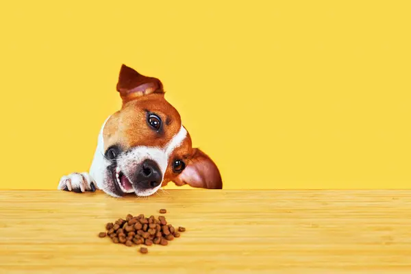 Jack Russell terrier dog eat meal from a table. Funny Hungry dog portrait with tongue on Yellow background looking at the dog food on the table