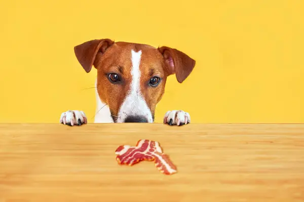 Jack Russell Cão Terrier Comer Delicioso Pedaço Bacon Uma Mesa Fotografia De Stock