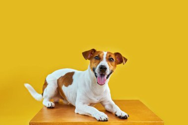 Sevimli komik köpek Jack Russell Terrier 'ın portresi. Mutlu köpek parlak sarı arka planda yatıyor. Metin için boş alan.