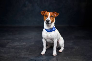 Siyah arka planda oturan, kovboy mavisi kravatlı şirin Jack Russell köpeği.