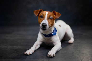 Siyah arka planda yatan, kovboy mavisi kravatlı şirin Jack Russell köpeği.