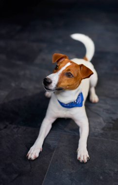 Siyah arka planda yatan, kovboy mavisi kravatlı şirin Jack Russell köpeği.