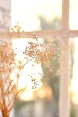 Çingene çiçekleri, ışık. Doğal estetik arka plan, geniş açı, doğal güneş ışığı, havadar küçük beyaz çiçekler. Yüzeyin derinliği. Seçici odak