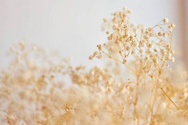 Çingene çiçekleri, ışık. Doğal estetik arka plan, geniş açı, doğal güneş ışığı, havadar küçük beyaz çiçekler. Yüzeyin derinliği. Seçici odak