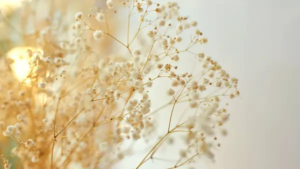 Gypsophila flowers, light. Natural aesthetic background, wide angle, natural sunlight, airy masses of small white flowers. Shallow depth of field. Selective focus