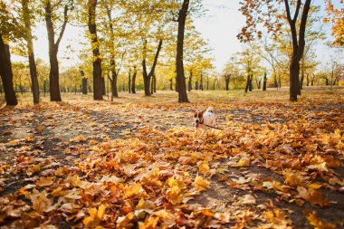 Halka açık bir parkta köpek tasmasıyla dolaşması fikri. Mutlu Jack Russell Terrier köpeği uzun bir tasmayla parkta koşuyor.