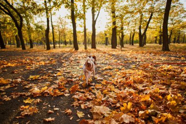 Halka açık bir parkta köpek tasmasıyla dolaşması fikri. Mutlu Jack Russell Terrier köpeği uzun bir tasmayla parkta koşuyor.