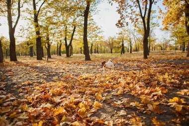Halka açık bir parkta köpek tasmasıyla dolaşması fikri. Mutlu Jack Russell Terrier köpeği uzun bir tasmayla parkta koşuyor.