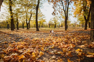 Halka açık bir parkta köpek tasmasıyla dolaşması fikri. Mutlu Jack Russell Terrier köpeği uzun bir tasmayla parkta koşuyor.